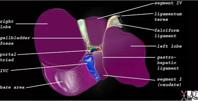 Gallbladder | Applied Anatomy