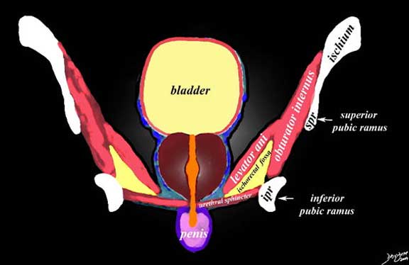 Prostate | Applied Anatomy