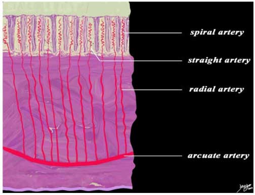 Uterus Part 1 Applied Anatomy